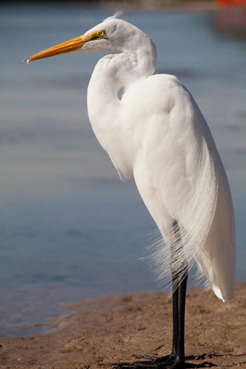 Great Egret (Ardea Alba) On Tigertail Beach Lagoon, Marco Island, Florida by Kristin Piljay / Danita Delimont art print