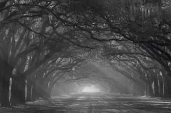 Georgia, Savannah, Wormsloe Plantation Drive In The Early Morning With Rays Of The Sun by Joanne Wells / Danita Delimont art print