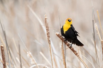 Idaho, Market Lake Wildlife Management Area, Yellow-Headed Blackbird On Cattail by Jaynes Gallery / Danita Delimont art print