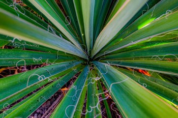 Close-Up Of Yucca Plant Leaves by Anna Miller / Danita Delimont art print
