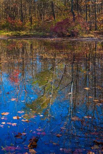 Fall Foliage Reflection In Lake Water by Anna Miller / Danita Delimont art print