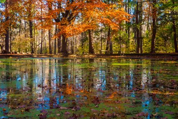 Fall Foliage Reflection In Lake Water by Anna Miller / Danita Delimont art print