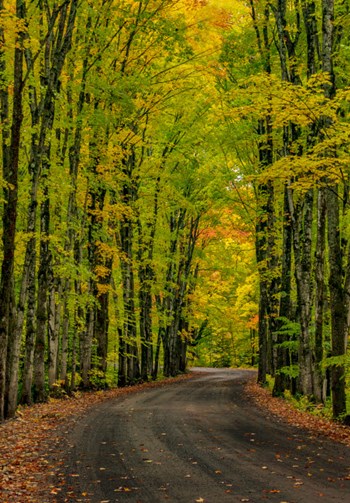 Covered Road Near Houghton, Michigan by Chuck Haney / Danita Delimont art print