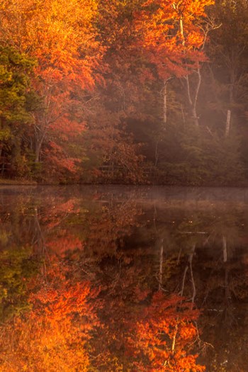 New Jersey, Belleplain State Forest, Autumn Tree Reflections On Lake by Jaynes Gallery / Danita Delimont art print