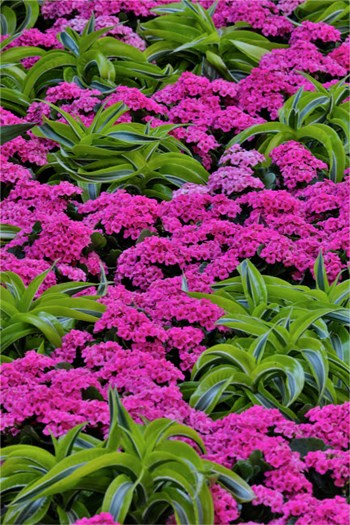 Pinks And Green Design In The Conservatory, Longwood Garden, Pennsylvania by Darrell Gulin / Danita Delimont art print