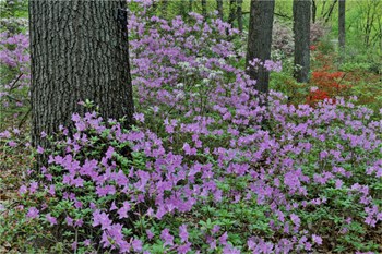Azaleas In Bloom, Jenkins Arboretum And Garden, Pennsylvania by Darrell Gulin / Danita Delimont art print