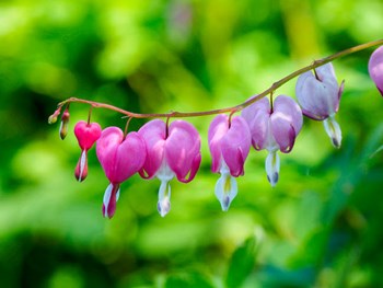 Close-Up Of A Bleeding Heart Flower by Julie Eggers / Danita Delimont art print