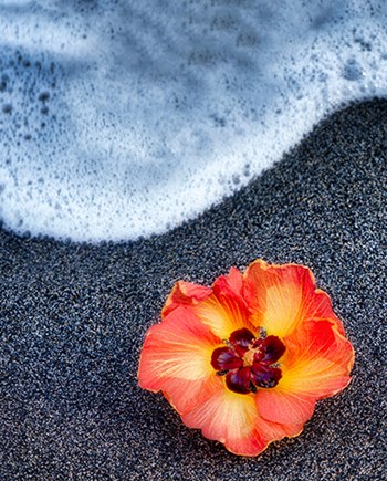 Beach Floral by Dennis Frates art print