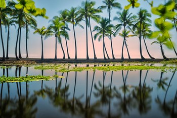 Palm Tree Reflections by Dennis Frates art print