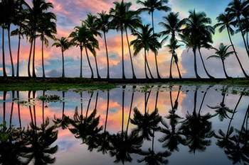 Palm Reflections by Dennis Frates art print