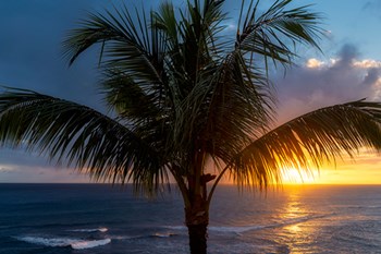 Palm Tree Sunset by Dennis Frates art print