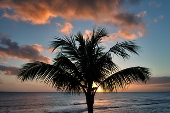 Palm Tree Sunset II by Dennis Frates art print