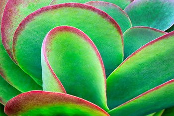 Succulent V by Dennis Frates art print