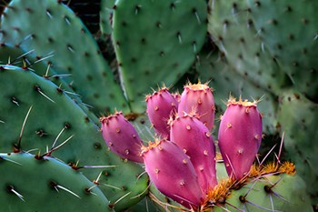 Pink Cactus by Dennis Frates art print