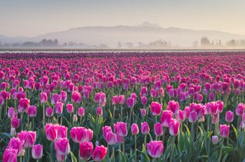 Sunrise Over The Skagit Valley Tulip Fields, Washington State by Alan Majchrowicz / DanitaDelimont art print