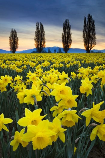 Fields Of Yellow Daffodils In Late March, Skagit Valley, Washington State by Alan Majchrowicz / DanitaDelimont art print