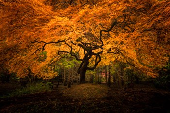 Japanese Maple In Kubota Gardens Park by Jaynes Gallery / Danita Delimont art print