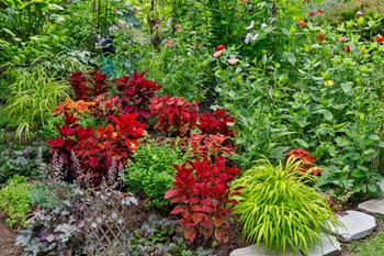 Summer Flowers And Coleus Plants In Bronze And Reds, Sammamish, Washington State by Darrell Gulin / Danita Delimont art print