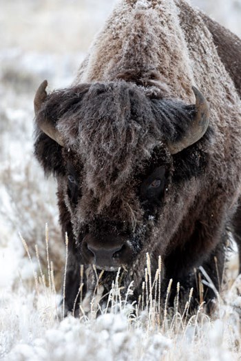 Portrait Of A Frost Covered American Bison by Ellen Goff / Danita Delimont art print