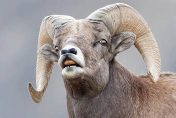 Bighorn Ram Lifts Its Lip In A Flehmen by Ellen Goff / Danita Delimont art print