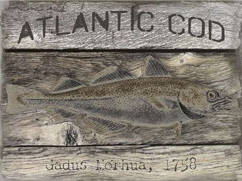 Atlantic Cod by Graffitee Studios art print