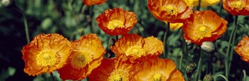 Poppies In Bloom, Japan by Panoramic Images art print