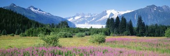 Fireweed, Mendenhall Glacier, Juneau, Alaska by Panoramic Images art print