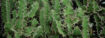 Close-Up Of Cactus Plants, Botanical Gardens Of Buffalo, New York by Panoramic Images art print