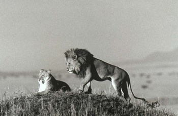 Lion And Lioness On A Hill by Panoramic Images art print