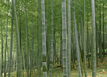 Bamboo Trees In A Forest, Fukuoka, Japan by Panoramic Images art print