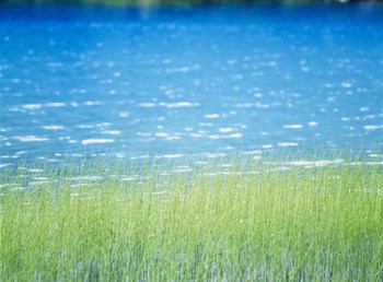 Grass In Water by Panoramic Images art print