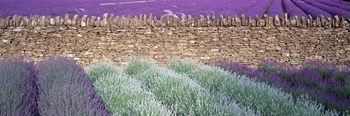 Lavender Growing Beside Dry-Stone Wall, Somerset, England by Panoramic Images art print
