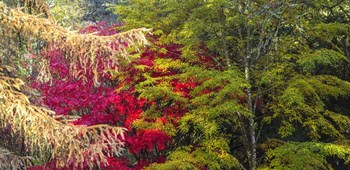 Trees In Autumn, Westonbirt Arboretum, Gloucestershire, England by Panoramic Images art print