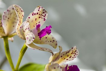 Close-Up Of Orchid Flowers In Bloom by Panoramic Images art print