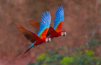 Close Up Of Two Flying Red-And-Green Macaws by Panoramic Images art print