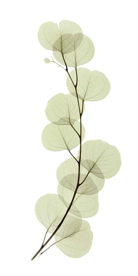 Eucalyptus by Acee art print