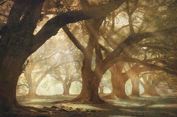 Oak Alley Morning Light by William Guion art print