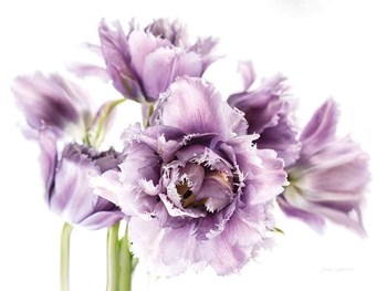 Purple Fringed Tulips I by Elise Catterall art print