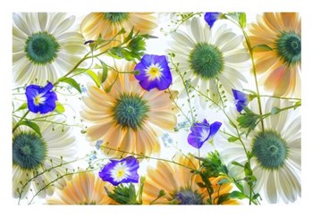 Gerbera flowers and Blue Ensign by Dennis Frates art print