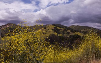 Rolling Hills by Sossi Madzounian art print