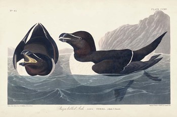 Pl 214 Razor-billed Auk by John James Audubon art print