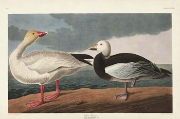 Pl 381 Snow Goose by John James Audubon art print
