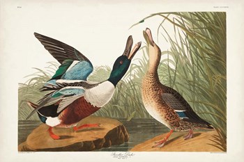 Pl 327 Shoveller Duck by John James Audubon art print