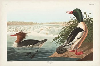 Pl 331 Goosander Duck by John James Audubon art print
