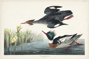 Pl 401 Red-breasted Merganser Duck by John James Audubon art print
