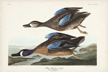 Pl 313 Blue-winged Teal by John James Audubon art print