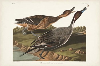 Pl 227 Pin-tailed Duck by John James Audubon art print