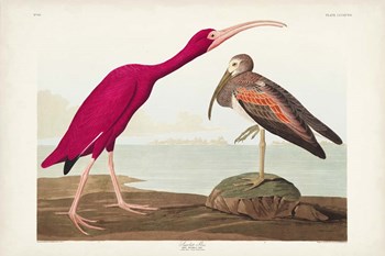 Pl 397 Scarlet Ibis by John James Audubon art print
