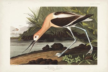 Pl 318 American Avocet by John James Audubon art print