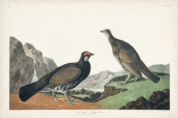 Pl 361 Long-tailed or Dusky Grouse by John James Audubon art print